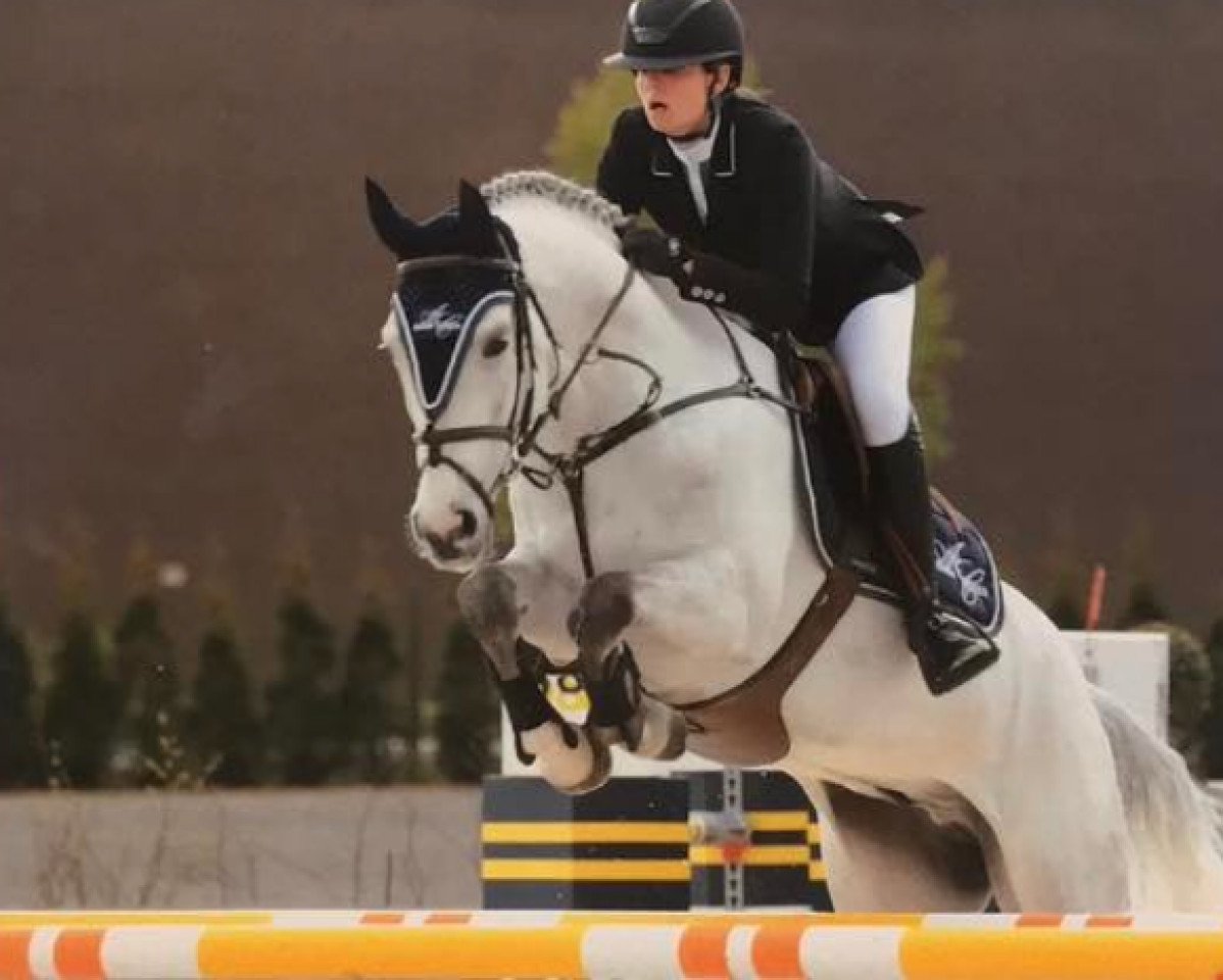 Springpferd Coco Bello (Oldenburger, 2008, von Colman)