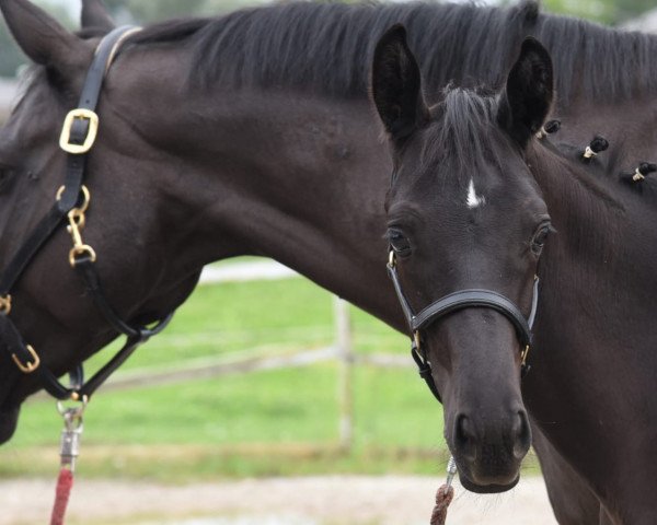 horse Salvador (Trakehner, 2020, from Speedway 7)