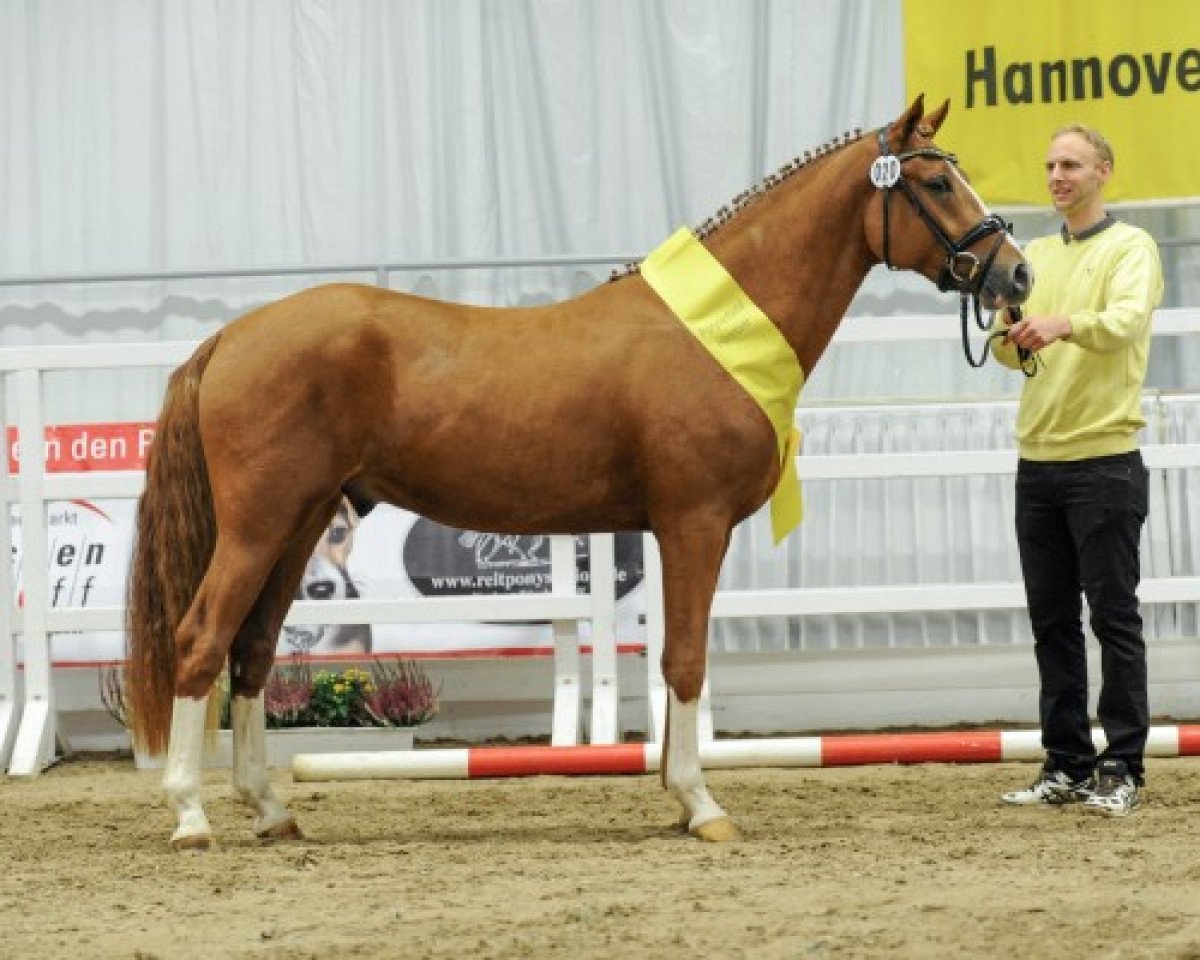 stallion Dallmayr K (German Riding Pony, 2015, from Dimensional)