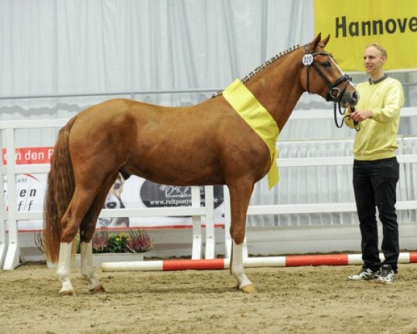 stallion Dallmayr K (German Riding Pony, 2015, from Dimensional)