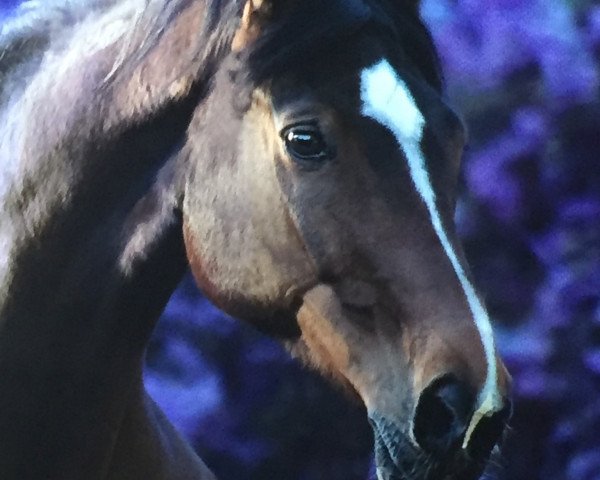Zuchtstute Roxana (Hannoveraner, 2002, von Rabino)