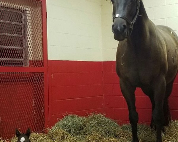 broodmare Gucci Kitten xx (Thoroughbred, 2015, from Kitten's Joy xx)