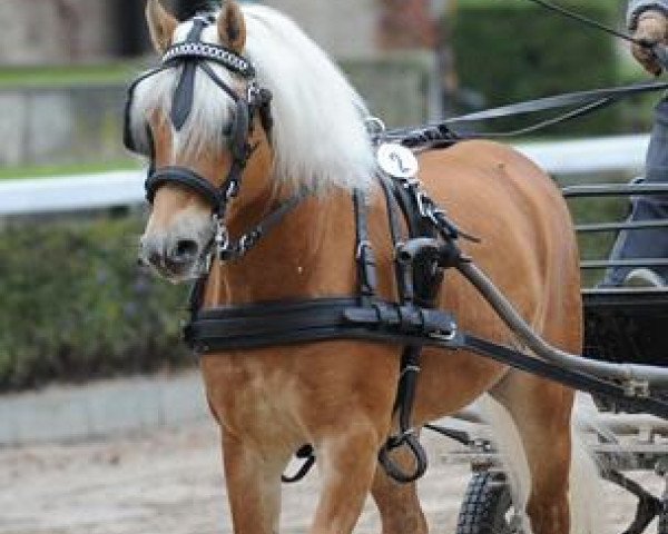 horse Bartholomä (Westphalian, 2008, from Barolo)