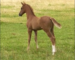Pferd Hickstador (Westfale, 2021, von HICKSTEAD WHITE)
