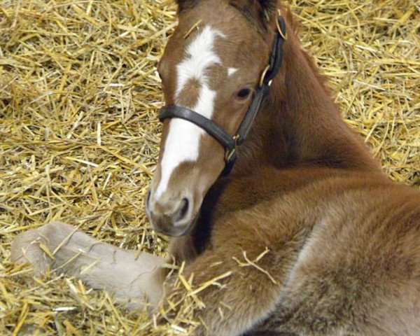 horse Hengst von Nyquist xx (Thoroughbred, 2019, from Nyquist xx)