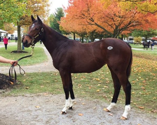 horse Himiko xx (Thoroughbred, 2017, from American Pharoah xx) horse Himiko xx (Thoroughbred, 2017, from American Pharoah xx)