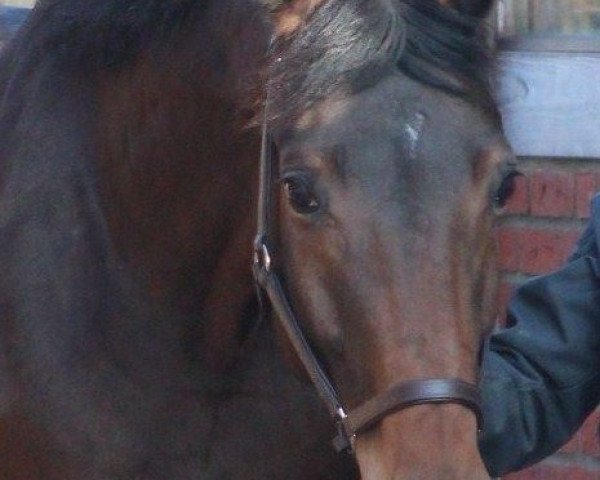 broodmare Rubina Royal (Oldenburg, 2008, from Rohdiamant)