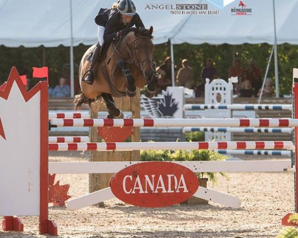 jumper Charming Force B (KWPN (Royal Dutch Sporthorse), 2007, from Guccio)