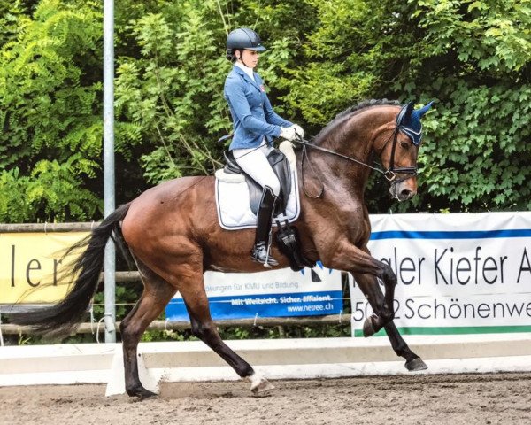 dressage horse Rock it now (Westphalian, 2013, from Rock Forever NRW)