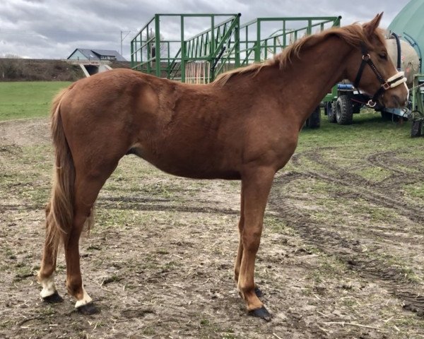 horse Zak R (Oldenburg show jumper, 2019, from Zinedream)