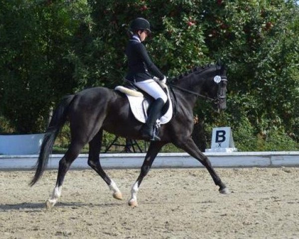 dressage horse Fantasia's Traum (Hanoverian, 2013, from Fiorano)