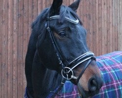 jumper Montgomery 99 (Hanoverian, 2008, from Clinton I)