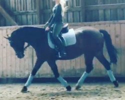 jumper Rosi 422 (Hanoverian, 2006, from Rascalino)