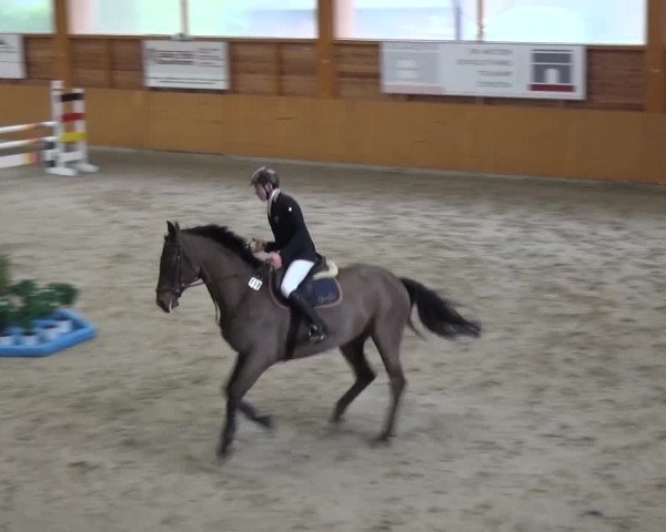 Reitturnier Xanten 2017