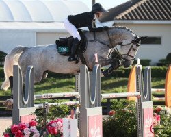 jumper Insider Bh (KWPN (Royal Dutch Sporthorse), 2013)