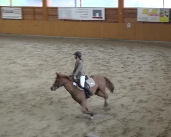 Reitturnier Xanten 2017