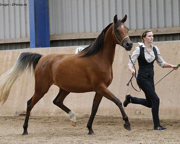 broodmare Camar Qapuera ox (Arabian purebred, 2013, from Bolero EM ox)