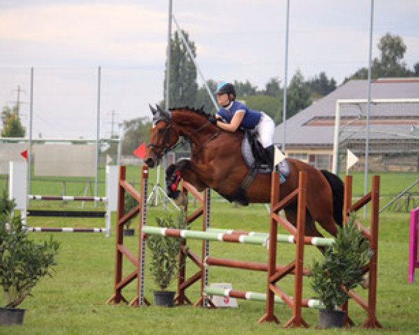 Springpferd Laudano III CH (+) (Schweizer Warmblut, 2001, von Laudatio)