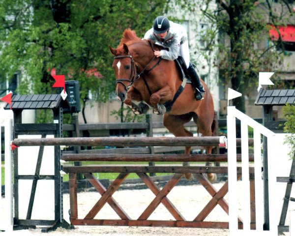 broodmare Cat Von Hof CH (Swiss Warmblood, 2004, from Cernunnus von Hof)