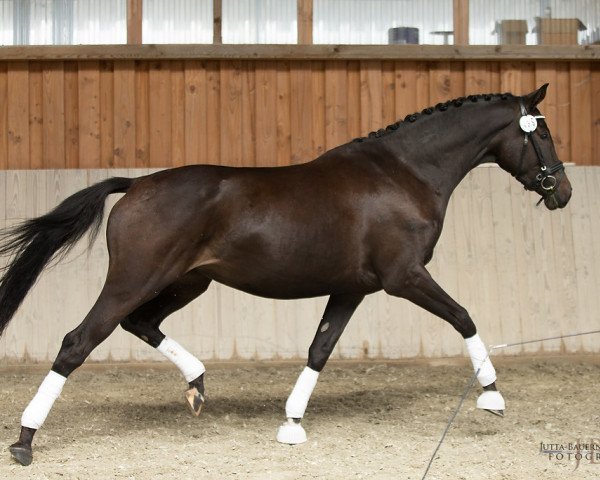 horse Upper Class Ziva (Trakehner, 2014, from Saint Cyr)