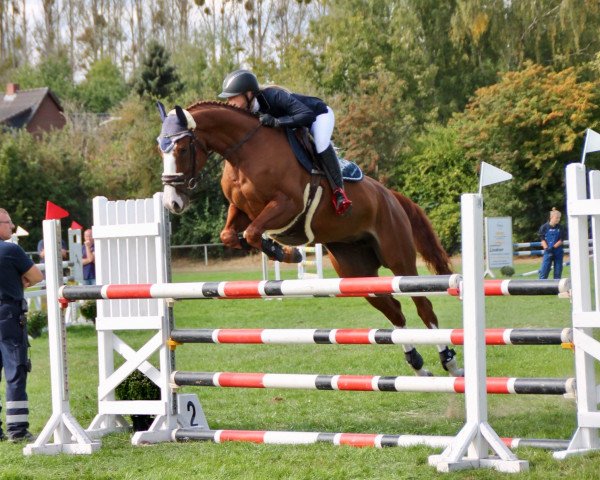 jumper Simply Success 2 (Hanoverian, 2012, from Stanley)