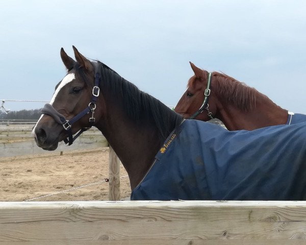 broodmare Bella Beltana (Hanoverian, 2015, from Beltano)