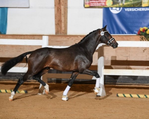 horse Zidane Zack (Oldenburg, 2016, from Zack)
