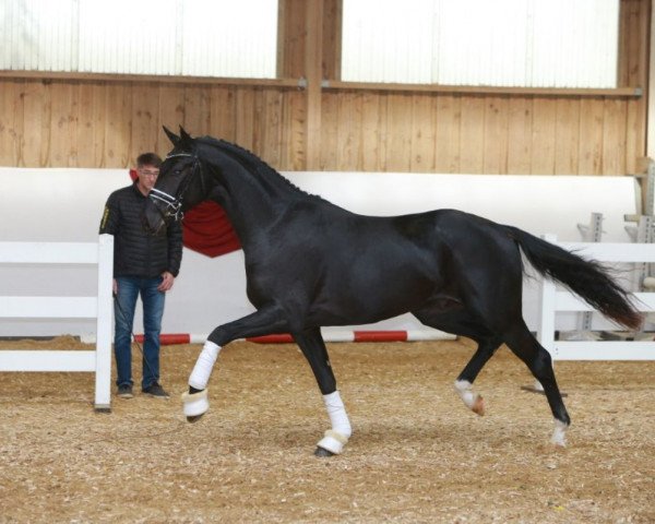 horse Sir Secret (Württemberger, 2016, from Santo Domingo)