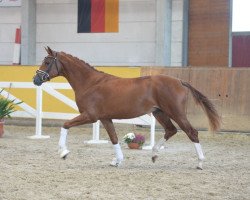 jumper Legolas 236 (Hanoverian, 2016, from Le Vivaldi)