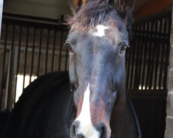 dressage horse Lacanteur (Hanoverian, 2001, from Lacantus) dressage horse Lacanteur (Hanoverian, 2001, from Lacantus)