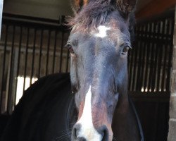 dressage horse Lacanteur (Hanoverian, 2001, from Lacantus)