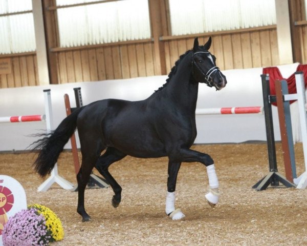 horse Goldhit (Westphalian, 2016, from Goldberg)
