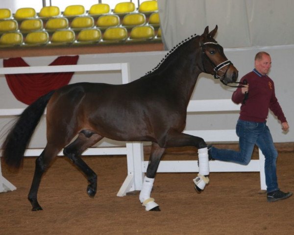 stallion Fine Lucas (German Sport Horse, 2016, from Fürsten-Look)