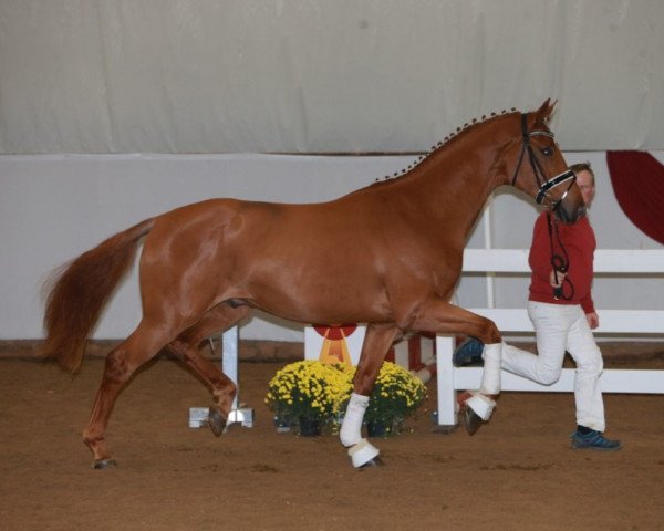 horse First Sight 5 (German Sport Horse, 2016, from Fürsten-Look)