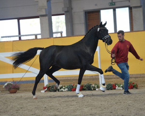 horse Fürstenschatz (Oldenburg, 2016, from Fürstenball) horse Fürstenschatz (Oldenburg, 2016, from Fürstenball)