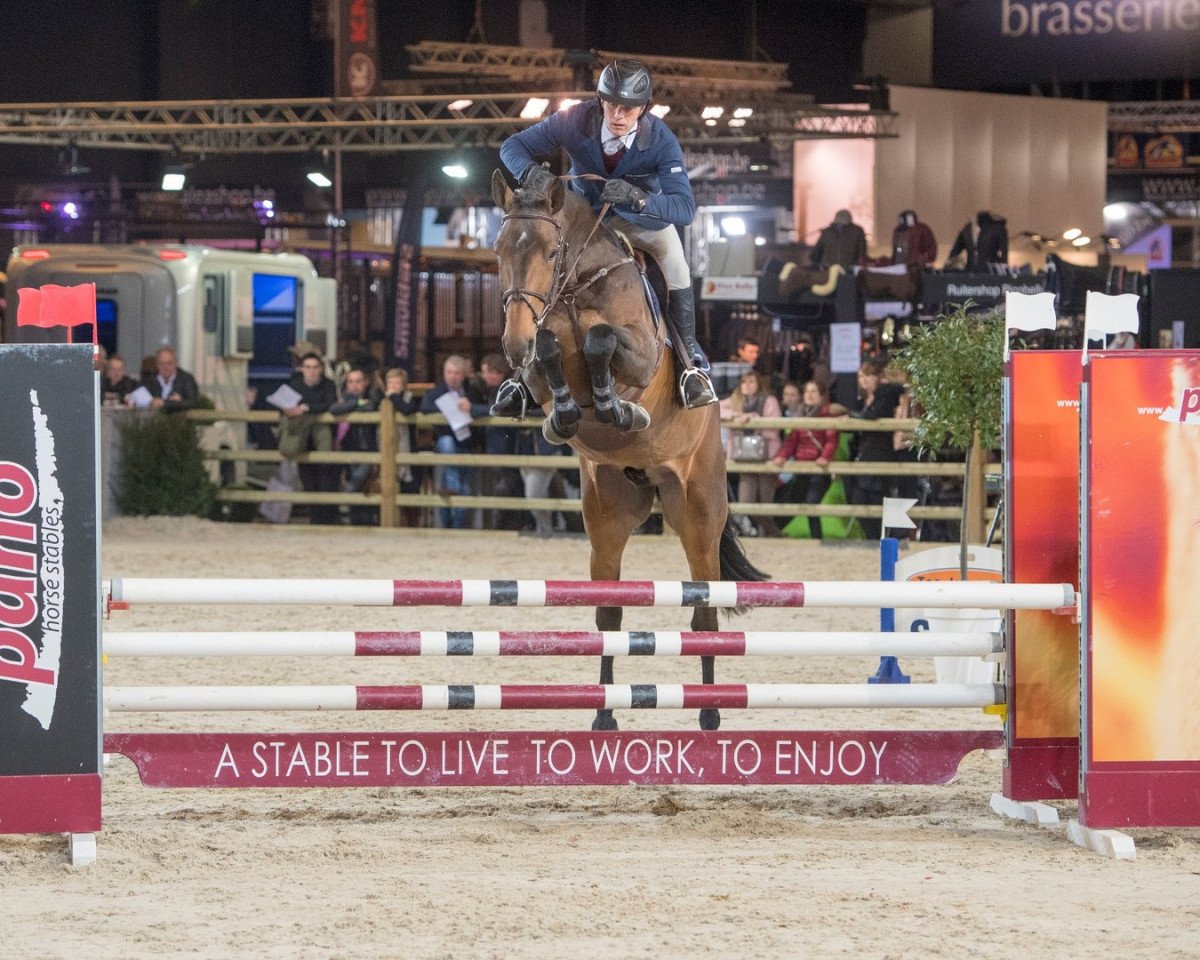 Deckhengst Minute Man (Belgisches Warmblut, 2014, von Vigo d'Arsouilles)