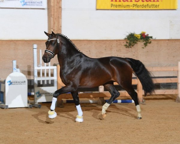 horse Hengst von Finest / Fidertanz (Rhinelander, 2016, from Finest)
