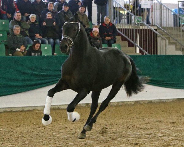 stallion Franklin Delano 3 (German Sport Horse, 2016, from Finest) stallion Franklin Delano 3 (German Sport Horse, 2016, from Finest)