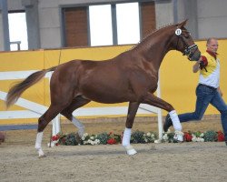 Dressage horse Dessert 3 (Hanoverian, 2016, from Danone 4)