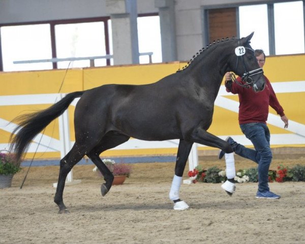 horse Dragon Heart (German Sport Horse, 2016, from Damon Cello)