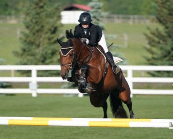 jumper Extra B (KWPN (Royal Dutch Sporthorse), 2009, from Canturano I)