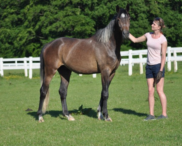 horse Camar Hades (Trakehner, 2014, from Arian Shah ox)