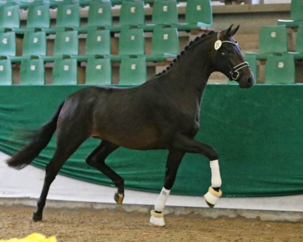 stallion Buckingham's Spirit (Zweibrücken, 2016, from Buckingham)