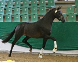 stallion Buckingham's Spirit (Zweibrücken, 2016, from Buckingham)