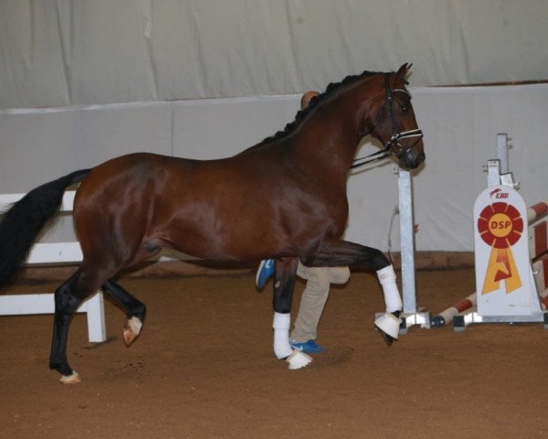horse Hengst von Buckingham / Diamond Hit (Hanoverian, 2016, from Buckingham)