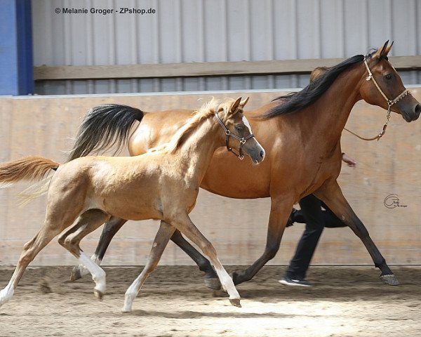 broodmare Camar Qarazi (Arabian purebred, 2018, from Arian Shah ox)
