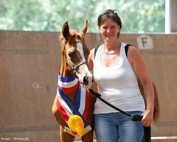 horse Geysir ibn Arian (Arabian purebred, 2018, from Arian Shah ox)