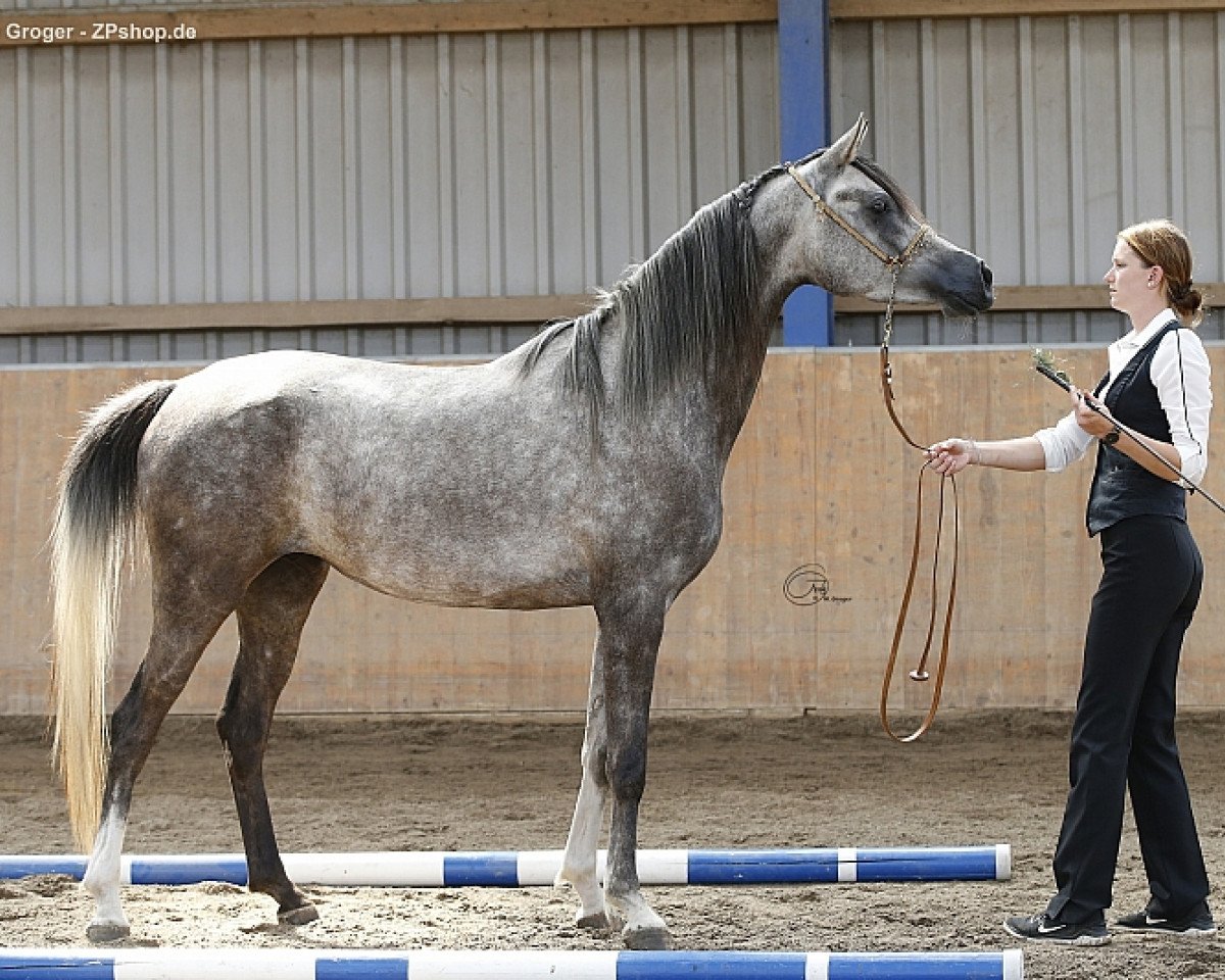 Zuchtstute Camar Qinea (Vollblutaraber, 2015, von Arian Shah ox)