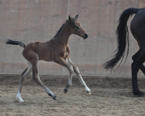 horse Camar Vencida (Trakehner, 2016, from Gabun)