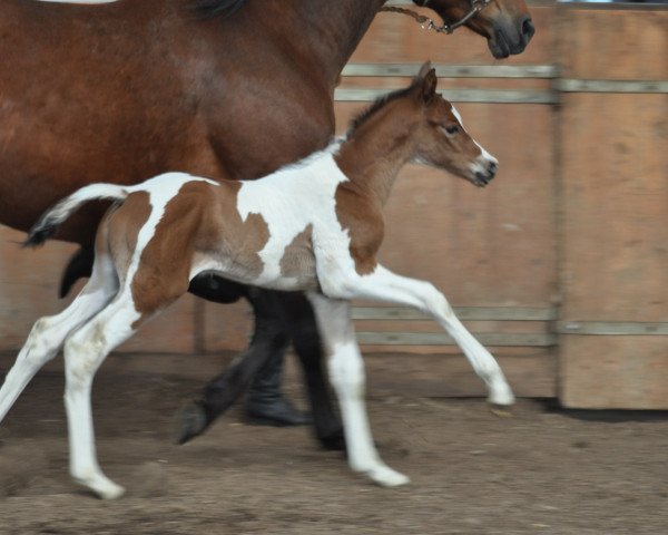 horse Boulevard (Trakehner, 2016, from Gabun)